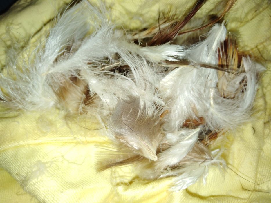 Подклад из перьев в подушке